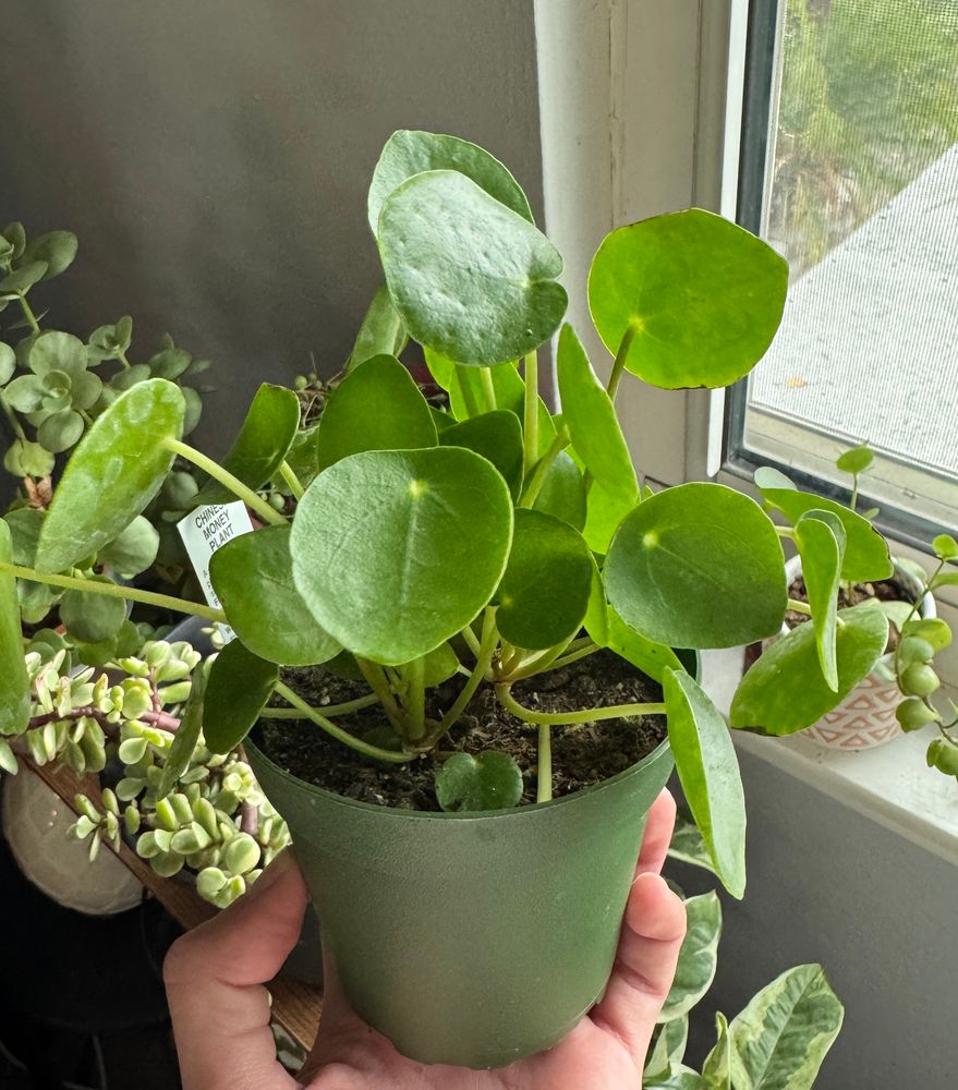 Chinese money plant 
