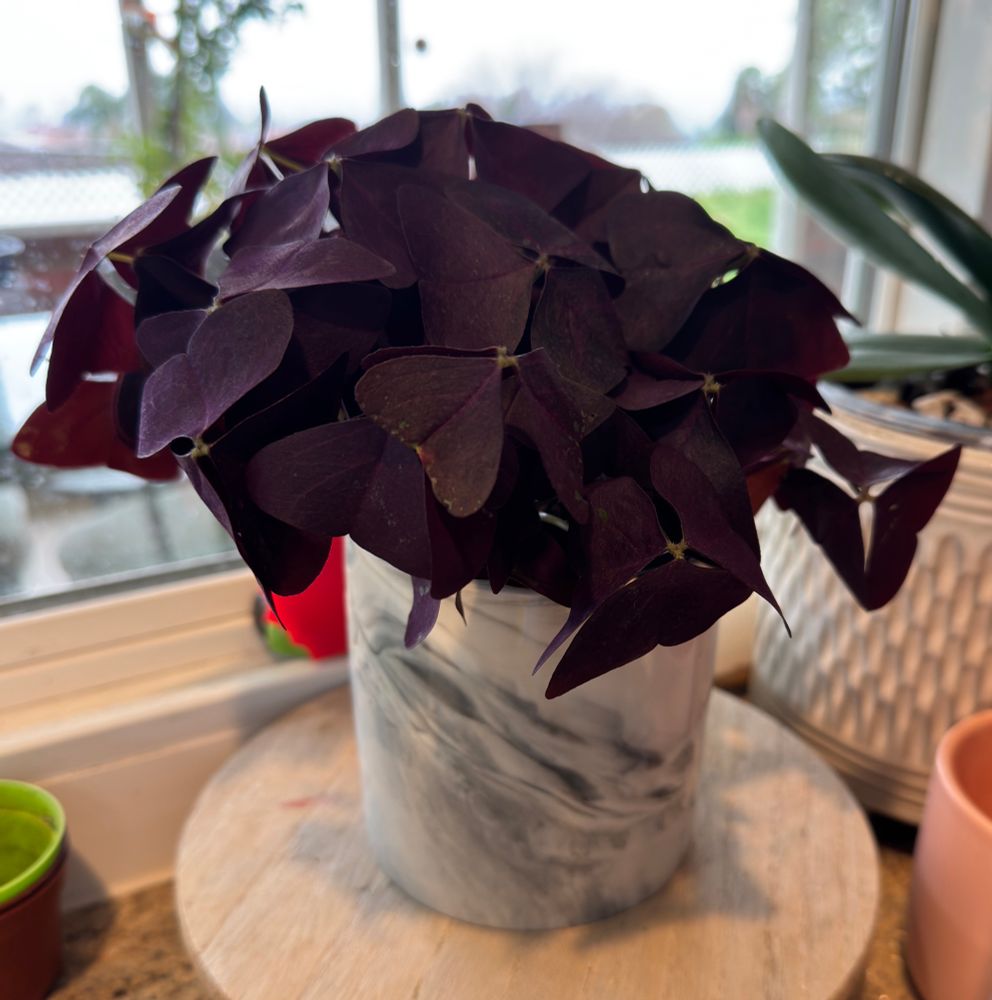 Purple clover plant 