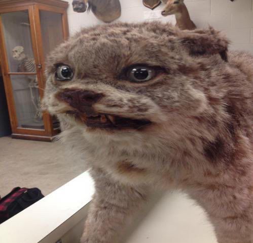 Photo of an ugly taxidermy wildcat, and the wildcat is smiling awkwardly