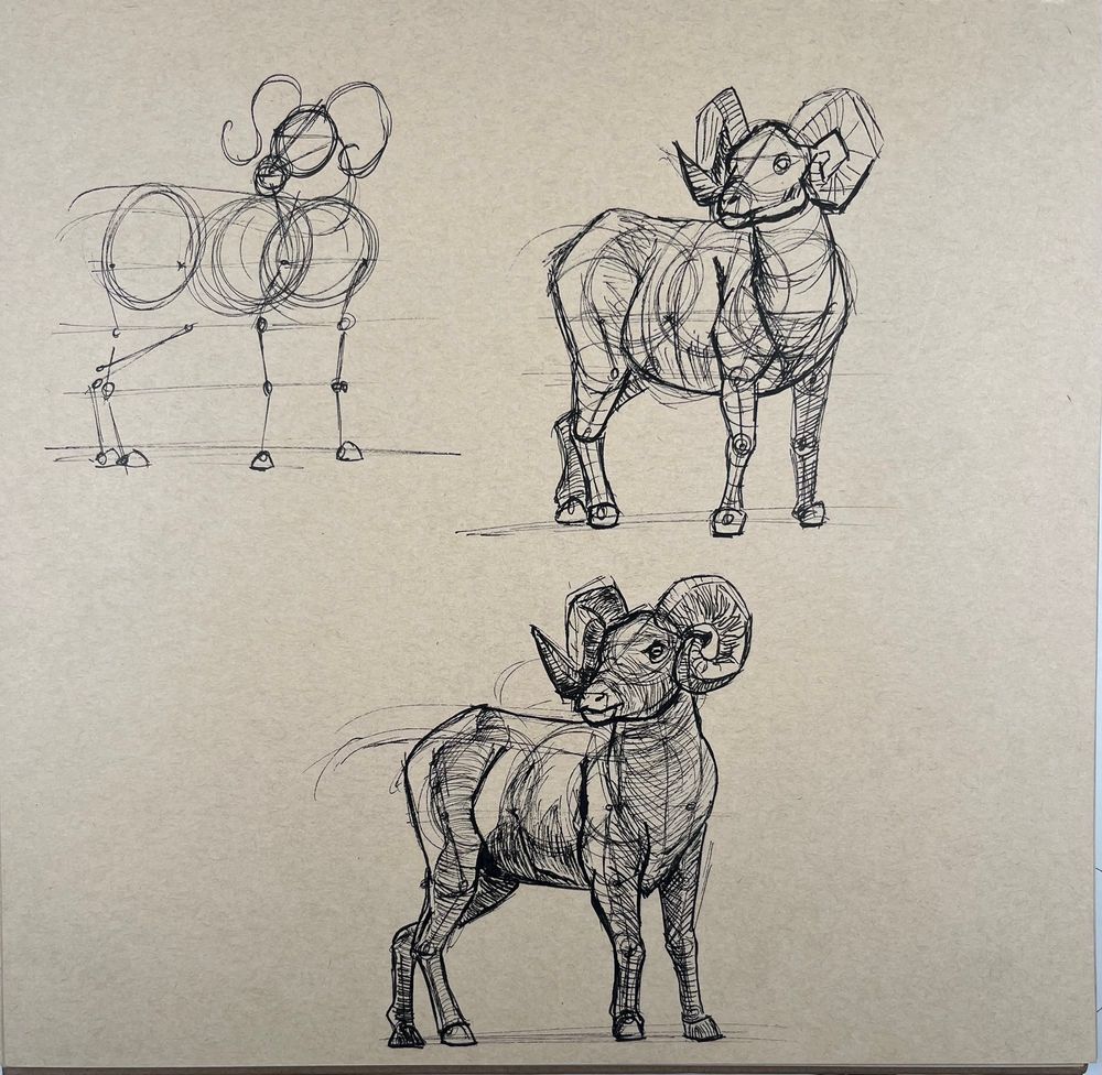 An iterative sketch of a big horn sheep