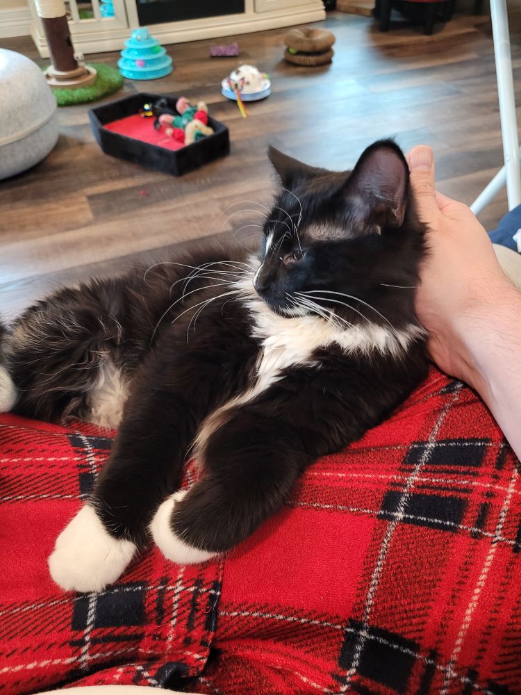 Tuxedo cat looking away as I hold him on my lap, you can see my red and black checkered pjs