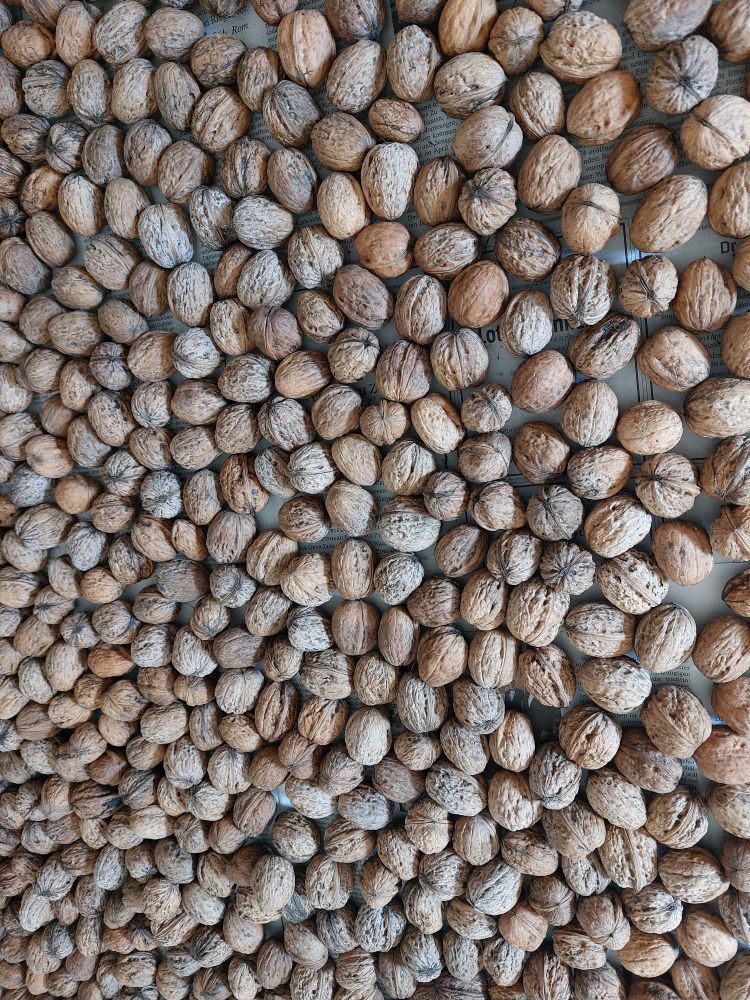 Ein Bild voller großer Walnüsse in unterschiedlichsten Brauntönen.