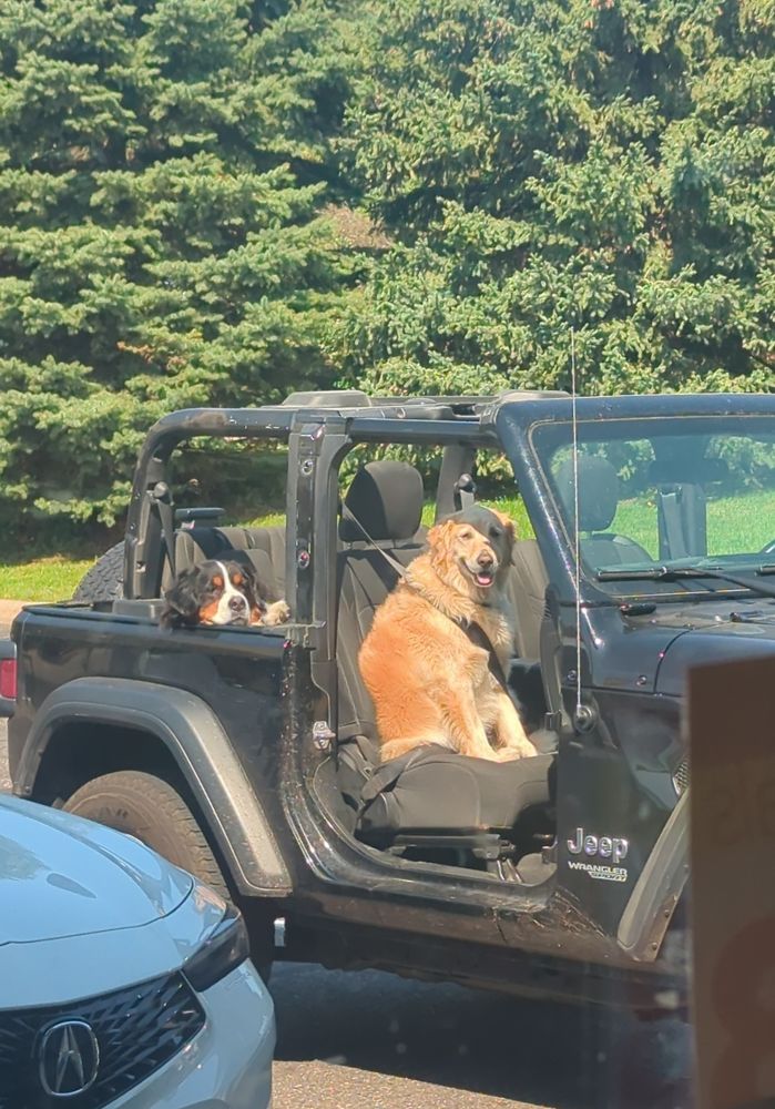 2 dogs sitting in a jeep without the doors or roof, there is a st Bernard (I think) in the backseat with his head and paw resting out in the absent window, and a golden retriever sitting very politely in the front seat, with the seatbelt on. 