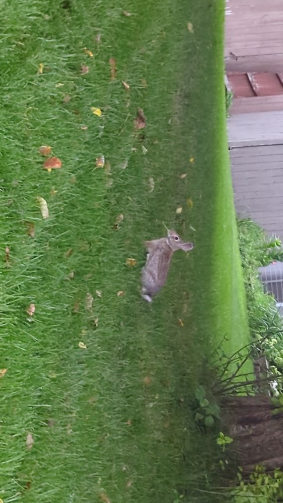 bunny eating leaf