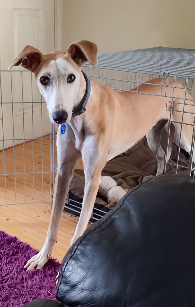 A white and tan lurcher, looking at the camera and standing in the doorway of his crate/cage.