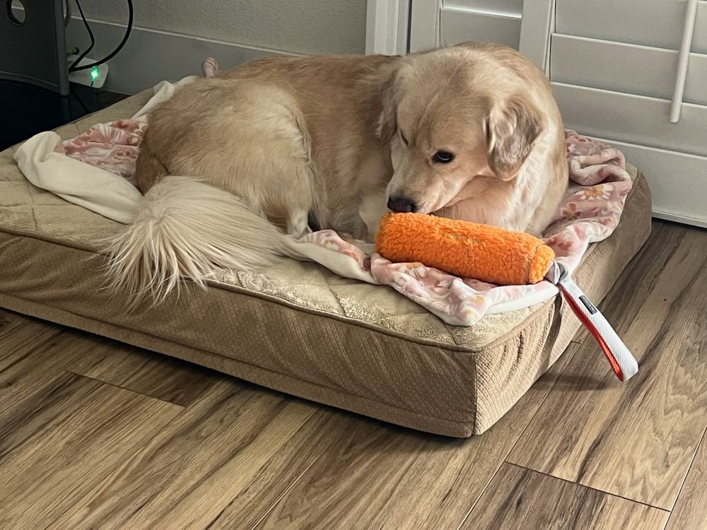 Golden retriever named Vivi sitting on a dog bed with an orange toy in front of him. 