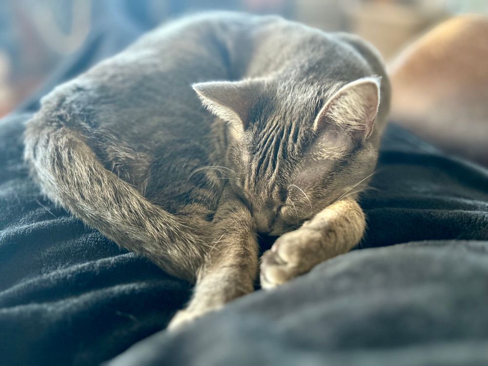 Gray cat napping on someone’s lap.