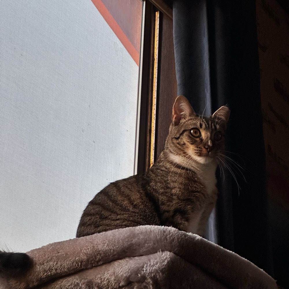 A young tabby cat lit by the last dregs of sunlight after golden hour. He is alert and staring off into the distance- and he is so indescribably pretty.