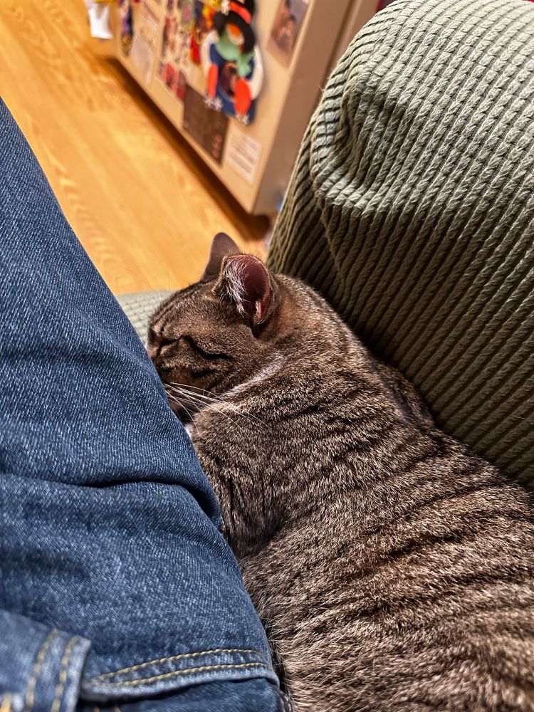 A tabby cat wedged between my thigh and the armrest of the chair I am sitting in. He is dozing.