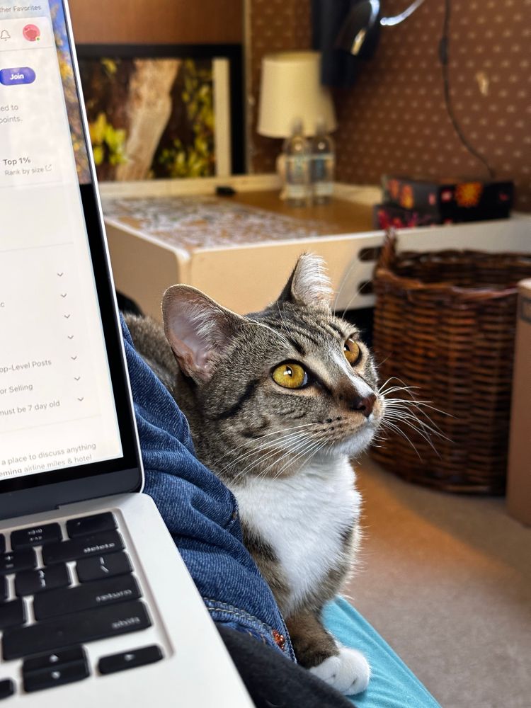 A tabby cat with rich amber eyes looking off to the side.
