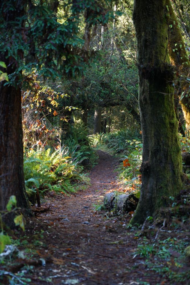 A trail winds lazily away from the viewer between trees coated in a layer of green moss — soft and damp to the touch. Sunlight falls across the trail in bright streaks and highlights, brightening up the dark undercanopy.