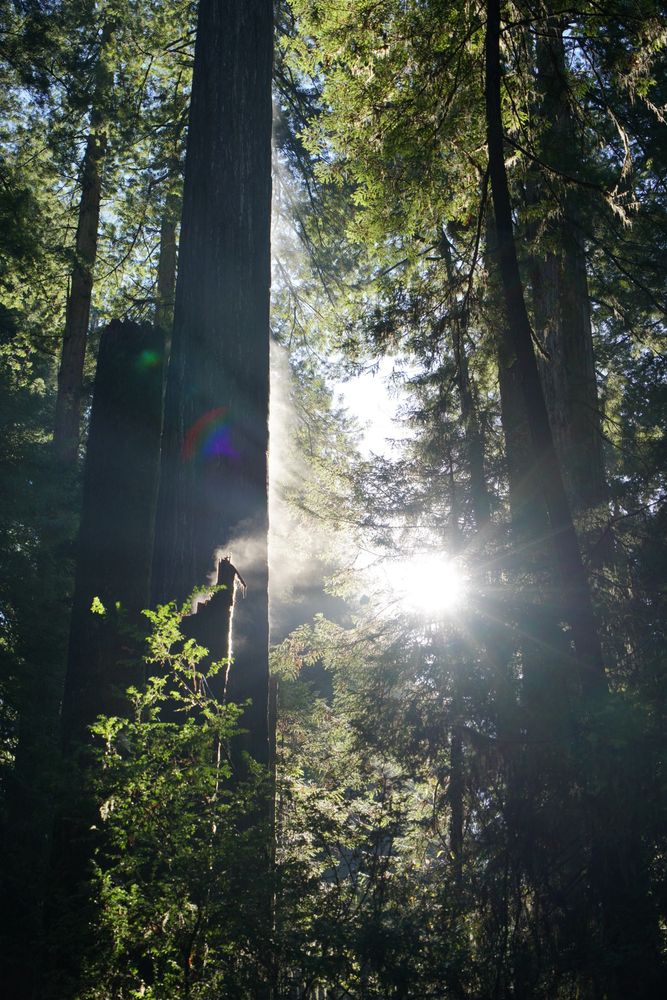 The bright sun is nearly center to the frame, but the light is streaky and dappled from passing through multiple layers of the redwoods' canopy. The trees still tower high while the morning dew steams off them in areas where the sun's rays pierce the gloom and provide warmth. Shades of green from light to dark abound.