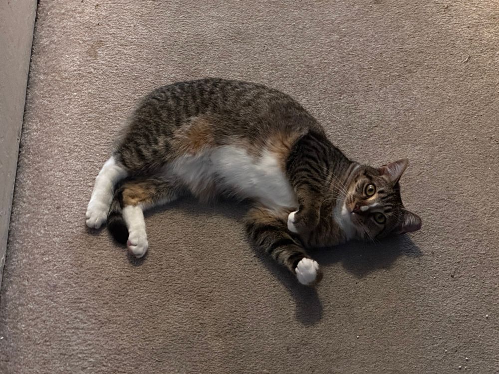 A young tabby cat with a fluffy white belly lying on his side on the floor. He is curiously looking at the camera, and has his little front paws held up a little.