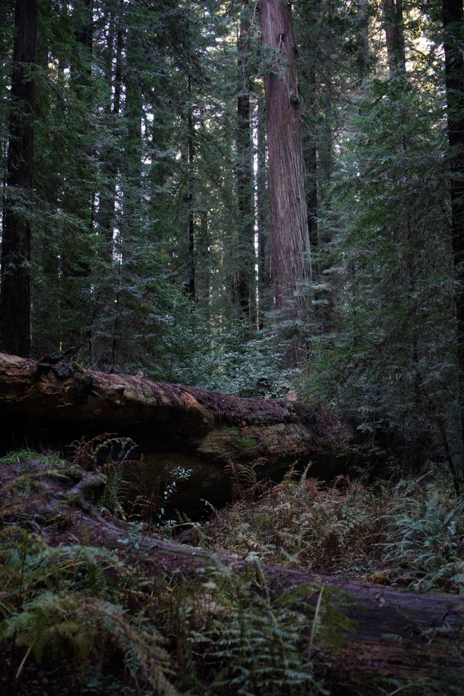 An enormous fallen redwood lays across the frame, several decades into its long journey of decay. Dense emerald ferns pack in close all around the deadwood, with towering live redwoods in the background watching over their long-fallen companion.