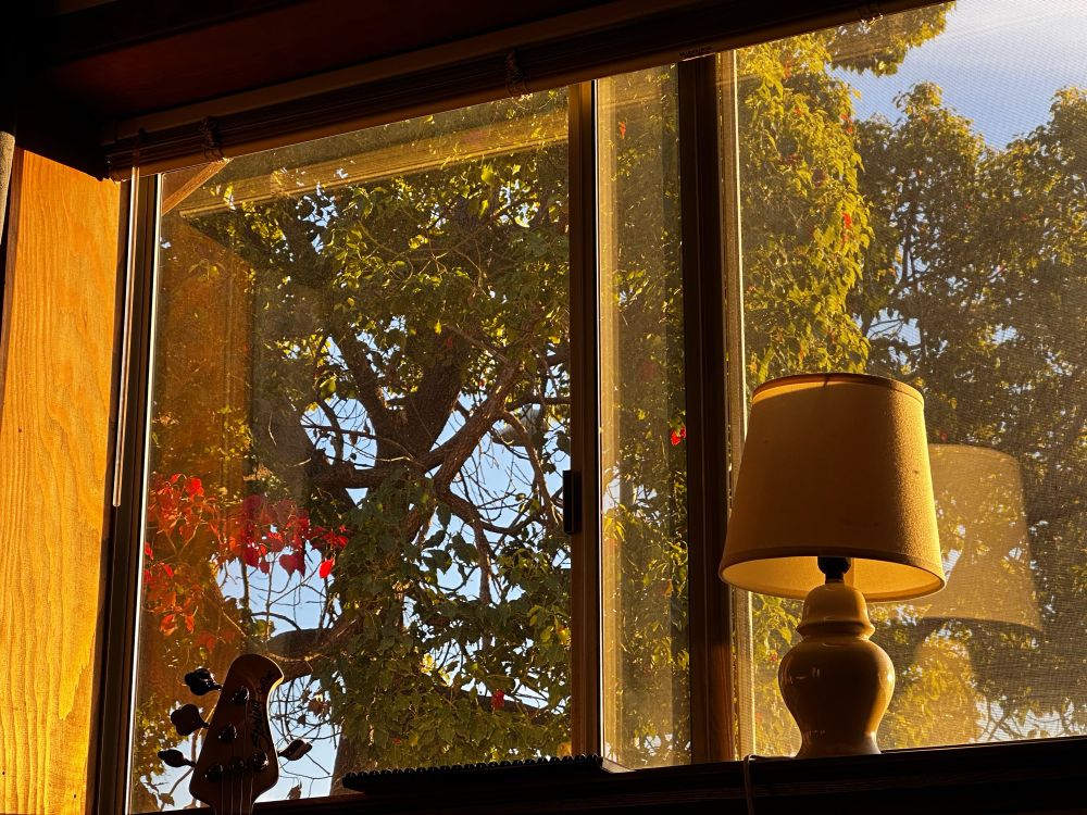 Golden hour view through a window of a tree turning red in the fall colours