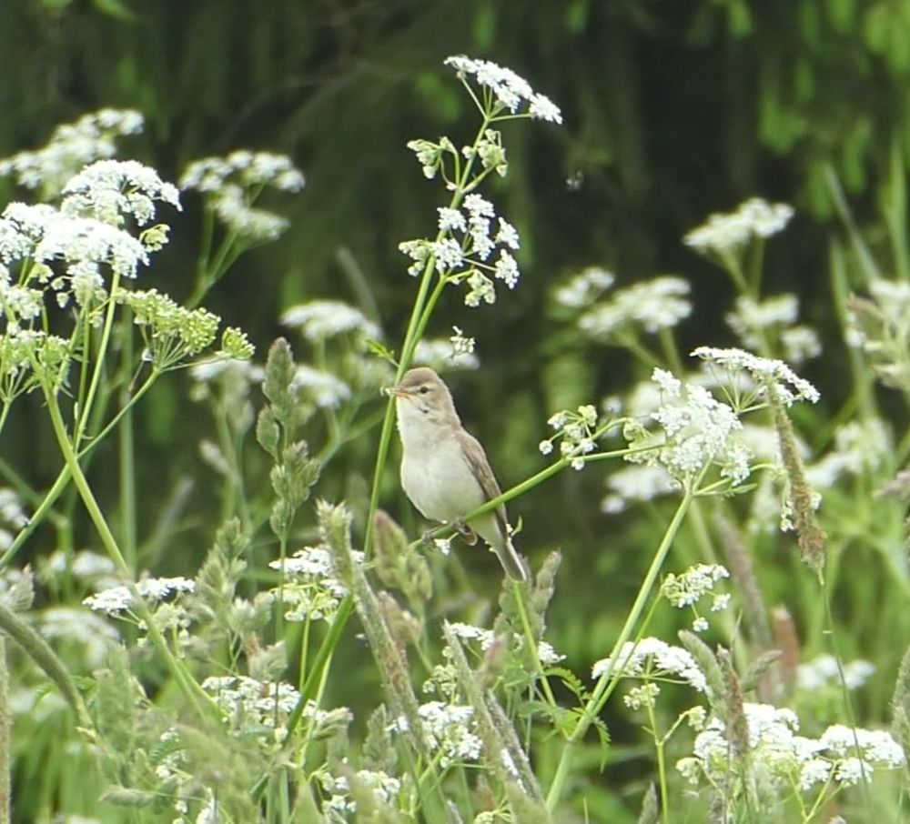 Booted Warbler