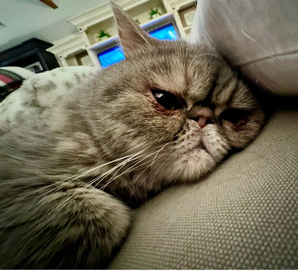 The face of a cat who is pondering sad things