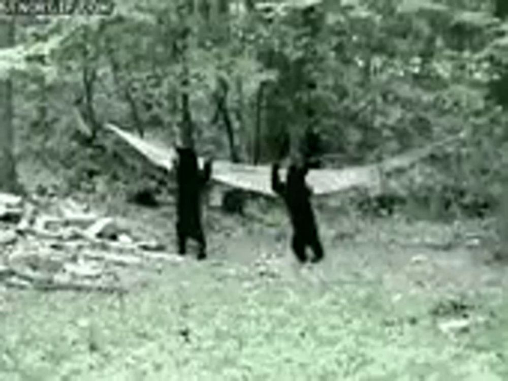 two black bears are standing next to each other in a field holding a hammock .