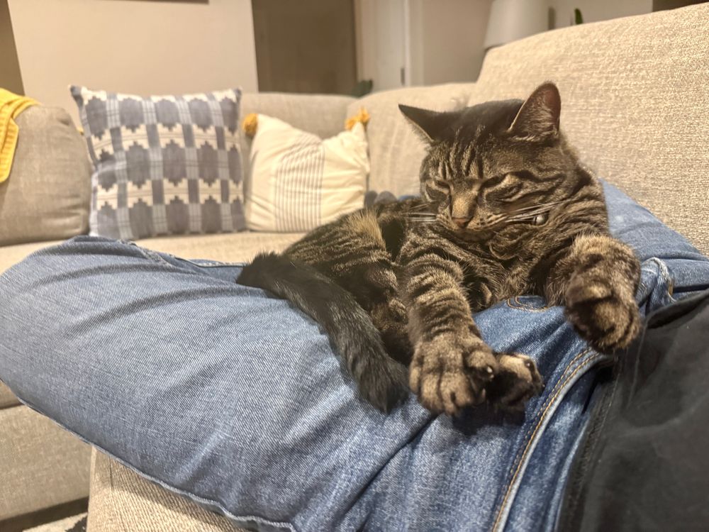 A large tabby cat is laying on a human lap. The human is reclined and could not get up without disturbing cat