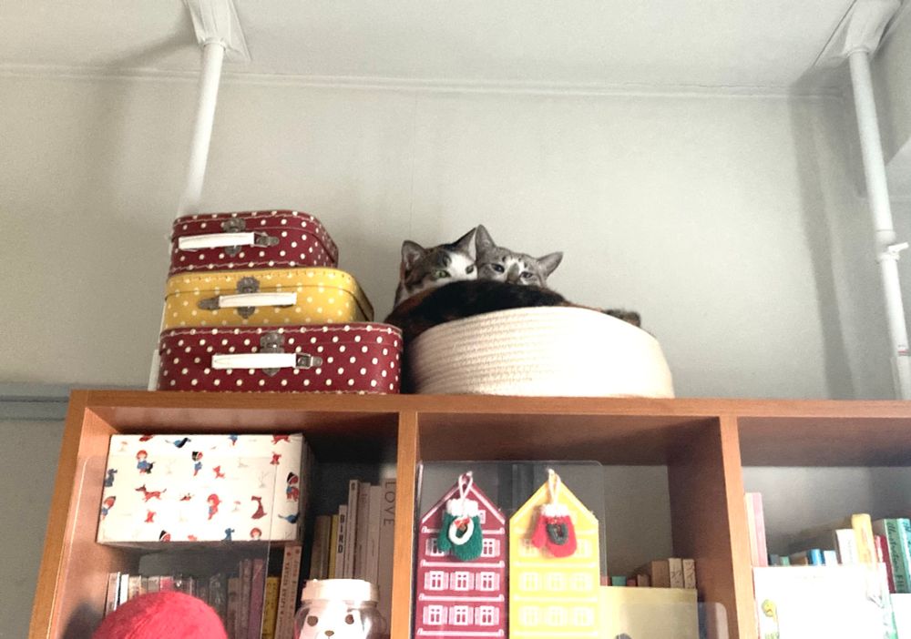 1つの猫ベッドに2匹の猫がぎゅうぎゅうに入っています