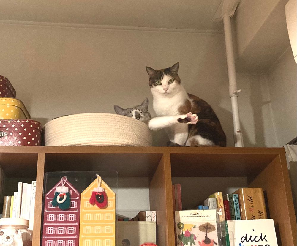 猫ベッドで寝ている猫とその横に佇んでいる猫