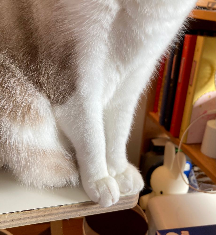 机のすみで座っている猫の手のアップ