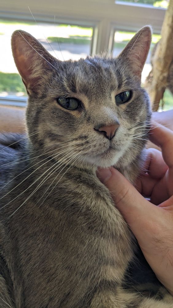 A grey cat enjoys getting scritches. He's in full frame, looking off camera slightly. His nose is a nice pink. His whiskers are slightly down, and his ears are up.