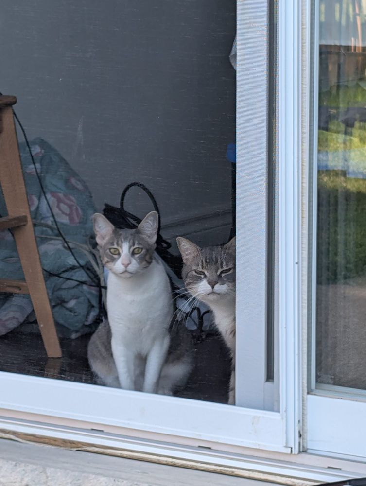 Two cats creeping, one does not like you
