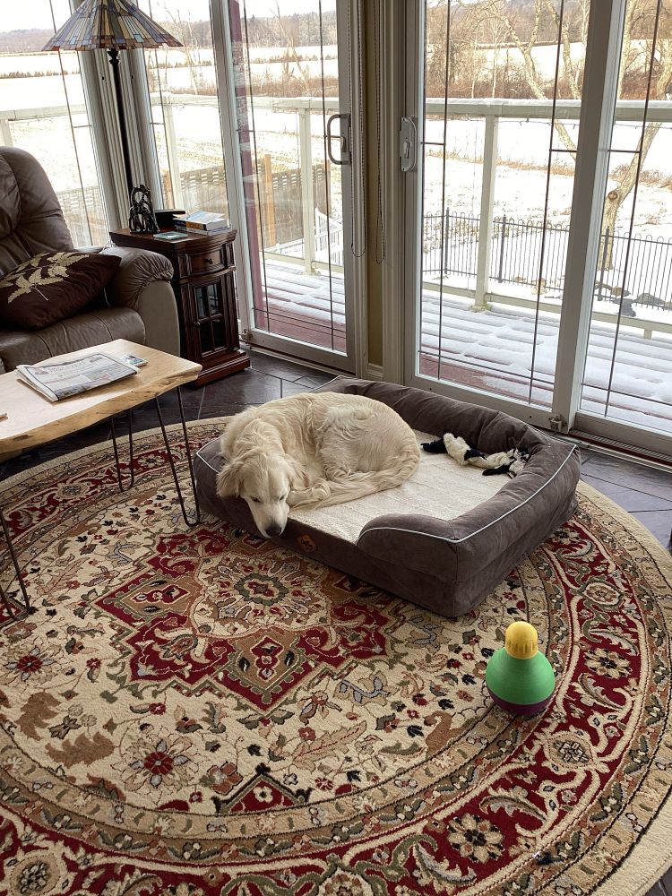 Sleeping dog on her dog bed. 