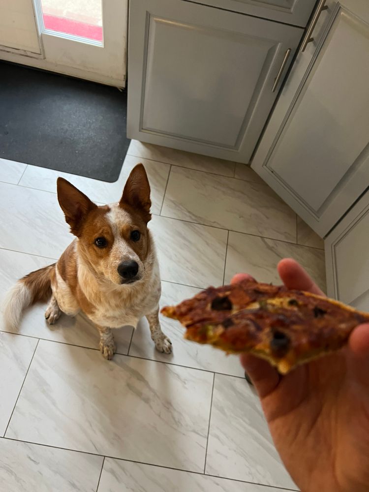 pumpkin butt doing a good sit while i’m holding pizza 