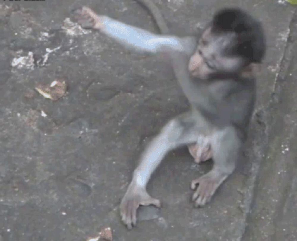 a baby monkey is sitting on the ground and reaching out towards something