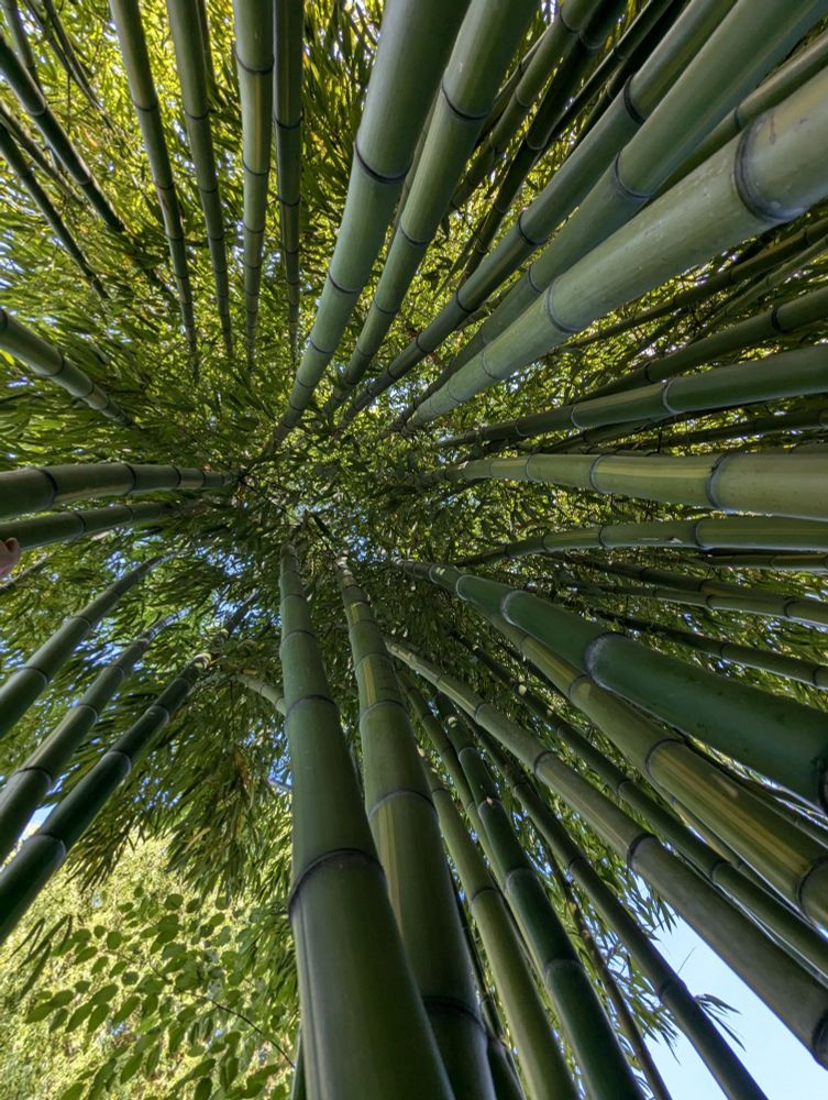 Bambus vom Boden aus in den Himmel fotografiert.im Zentrum des Hains.