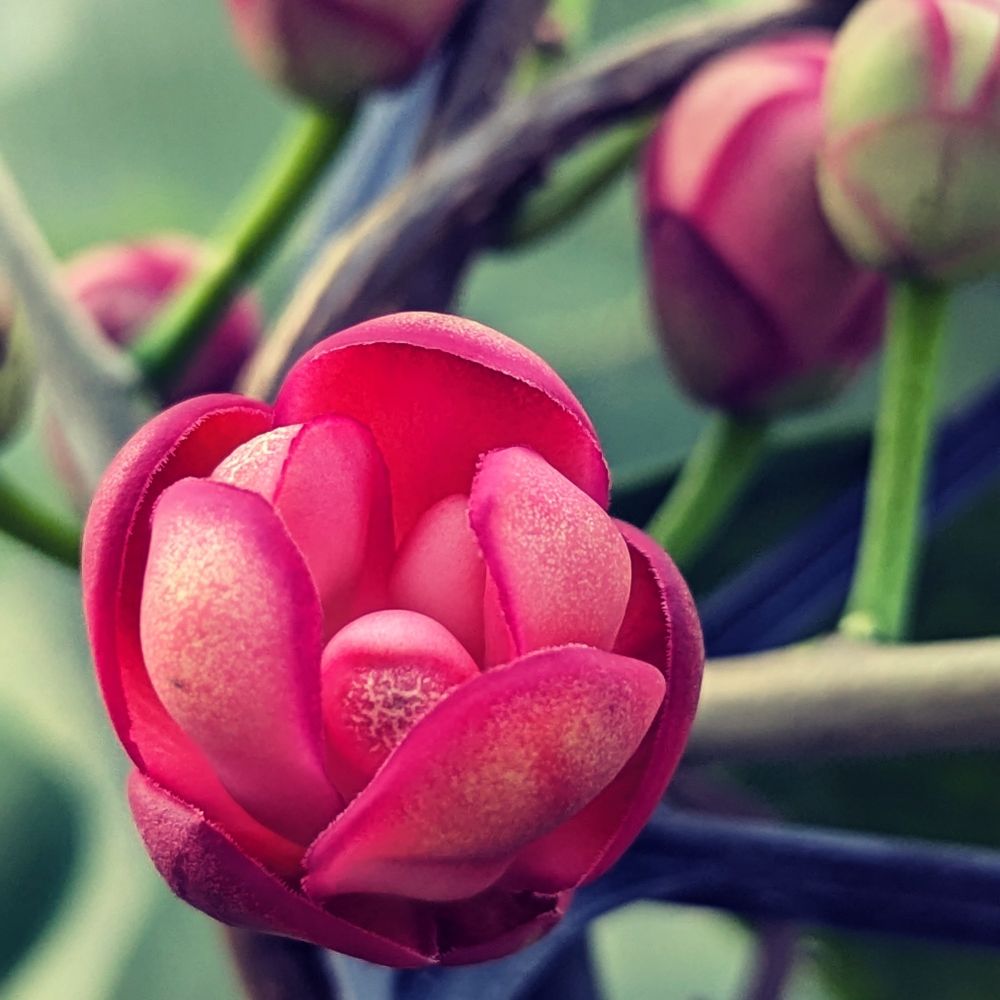 Rote Blüte einer Kadsura coccinea