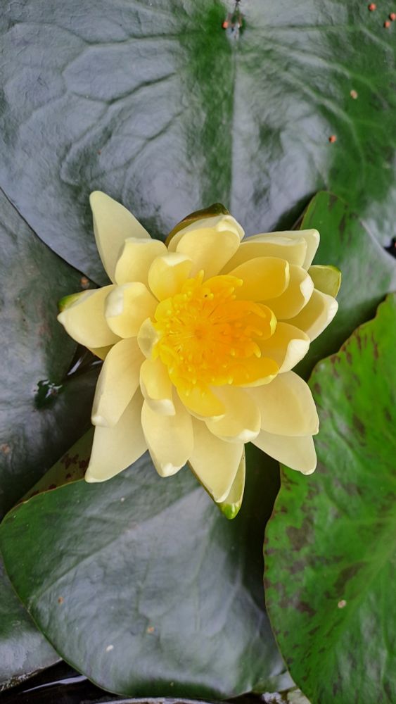 Image of a yellow water lily flower opening.