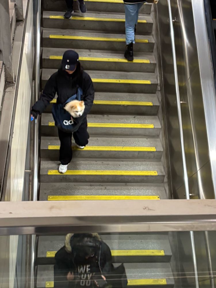 A person wearing a black cap and black clothes descends a staircase inside an underground train station. They are carrying a small dog with fluffy light brown and white fur inside their sling bag. The dog is poking its head out of the bag, looking in the direction of where they are heading. There are other people ascending and descending the staircase alongside the person with the dog. 