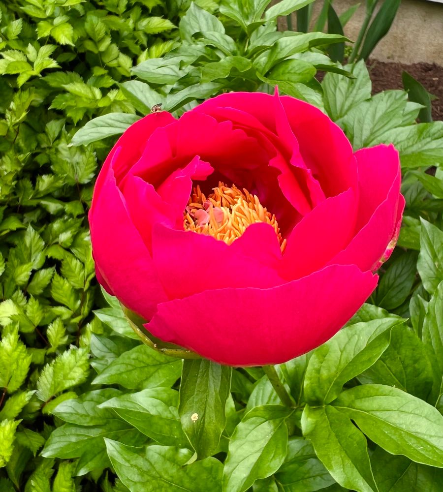 Pink peony opening up