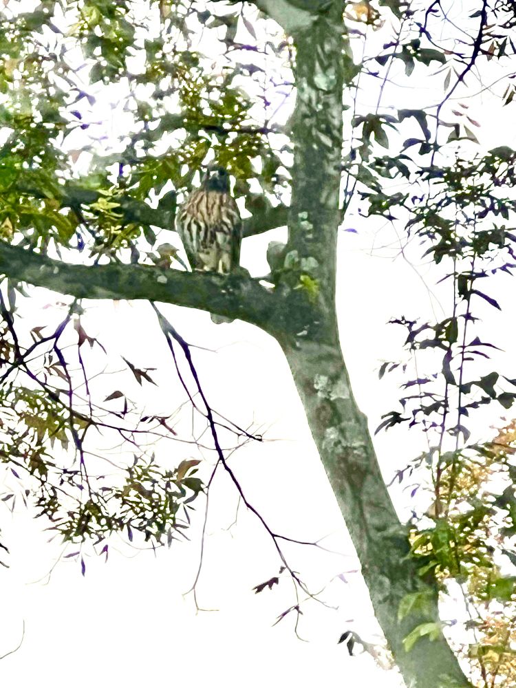 Brown striped hawk sitting on tree branch
