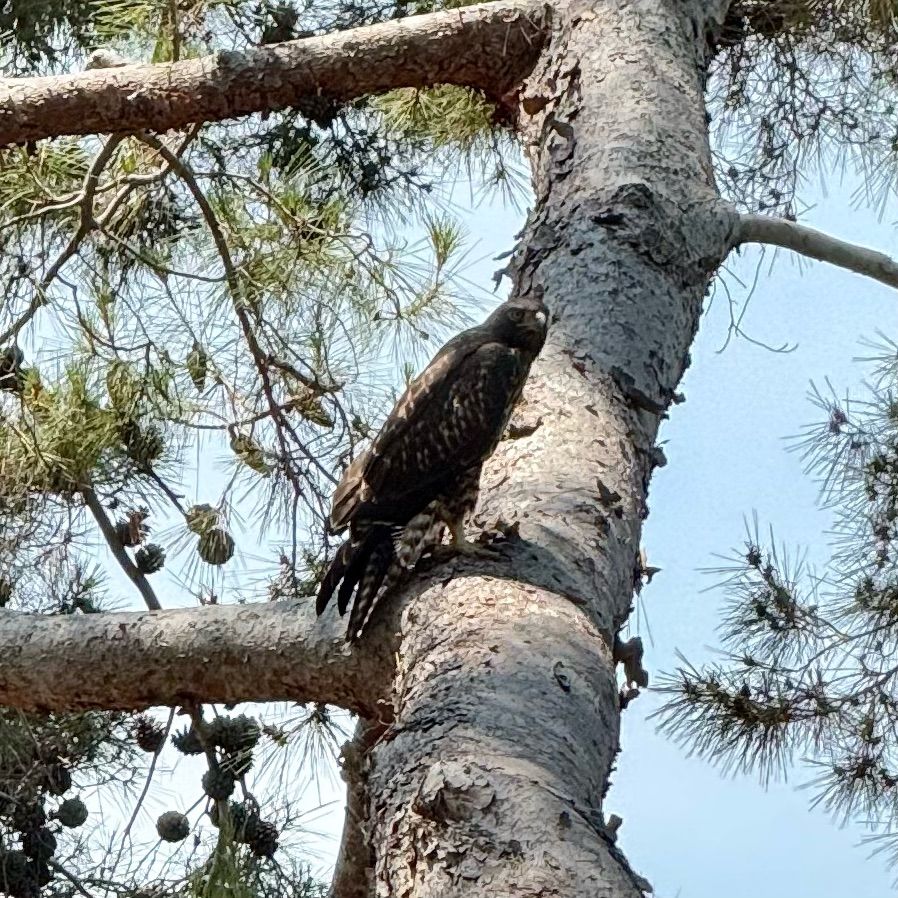 Closer view of red-tailed hawk in pine tree. 
