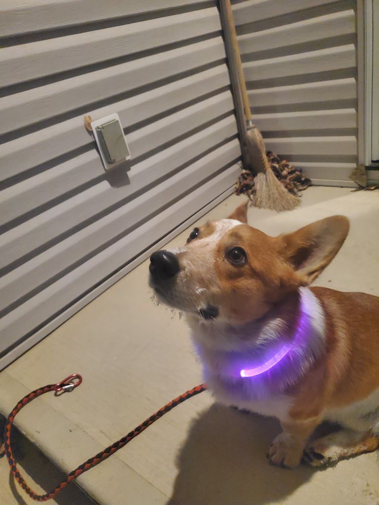 Corgi sitting outside a house with a purple light collar and snow/Ice all over his face and whiskers