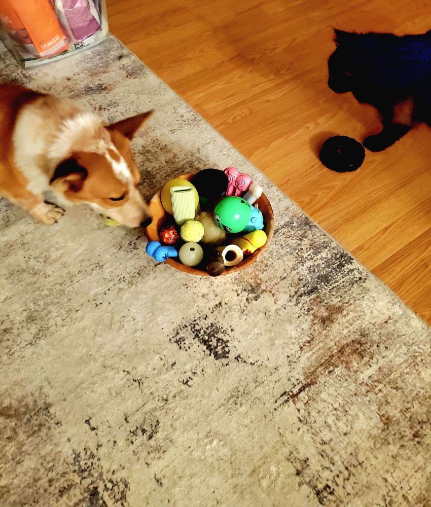 Corgi sniffing large bowl full of dog toys while watched by a black cat