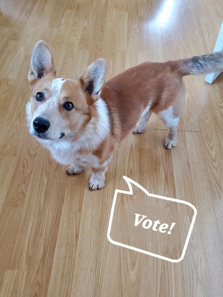 Cowboy corgi looking up with speech bubble that says Vote!