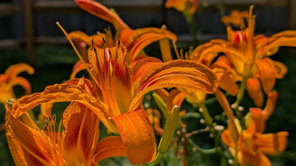 a spread of tiger lilies in oranges and yellows 
