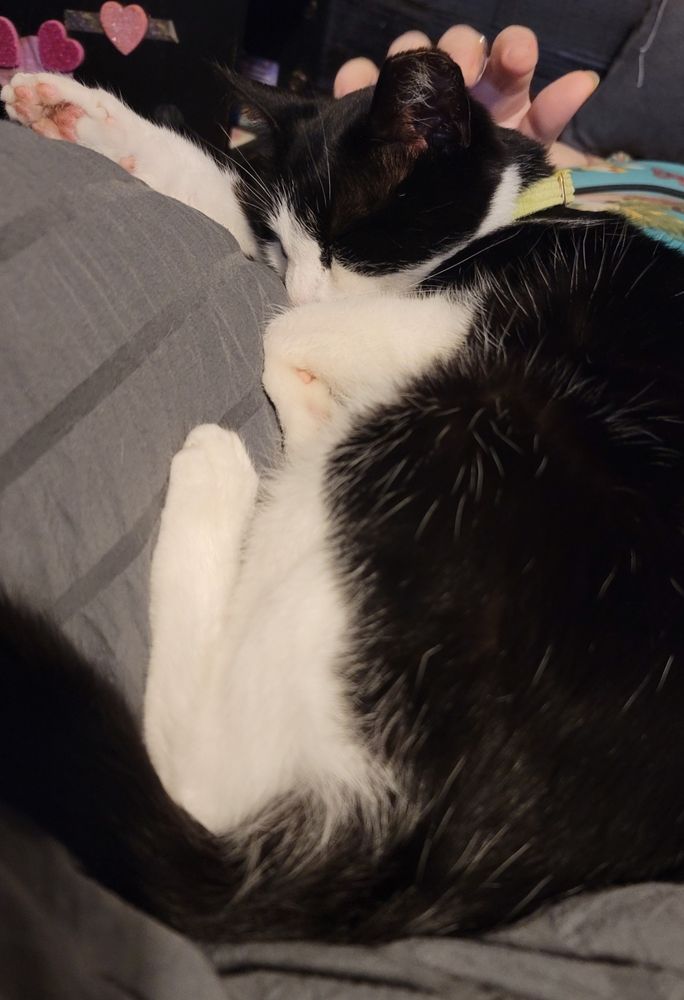 A black and white tuxedo cat sleeps on a dark gray pillow. She has her paw extended and a pale hand is positioned near her head