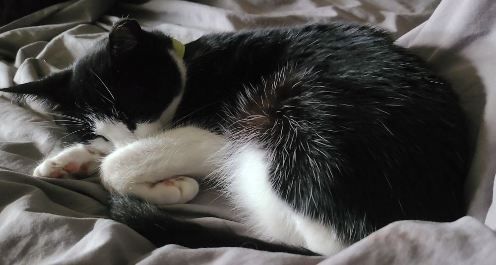 A black and white Tuxedo cat wearing a light green collar sleeps curled up on gray bedding