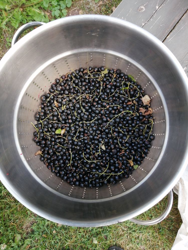 A metal pot filled with black currants, outside. You can also see the grass and part of a bench it's on. 