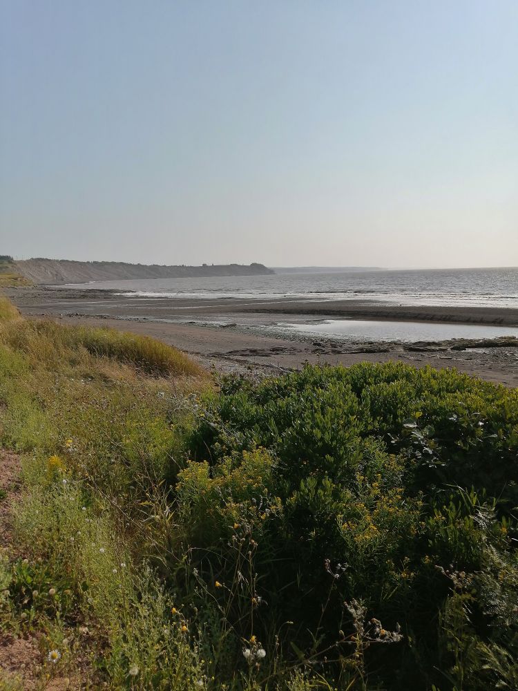 A coastal scene in Nova Scotia.  You can see the green vegetation in the foreground, a stony beach, the water and some cliffs of a point into the distance.