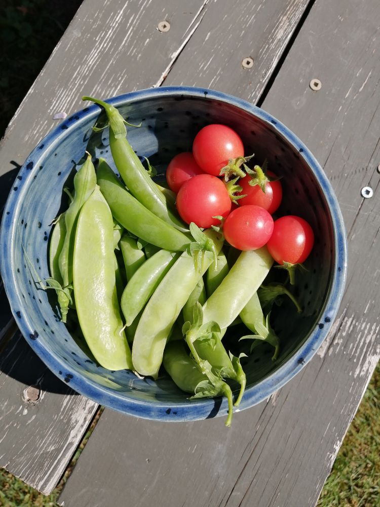 A blue spotted bowl I made early on as a potter with peas and grapefruit cherry tomatoes. 