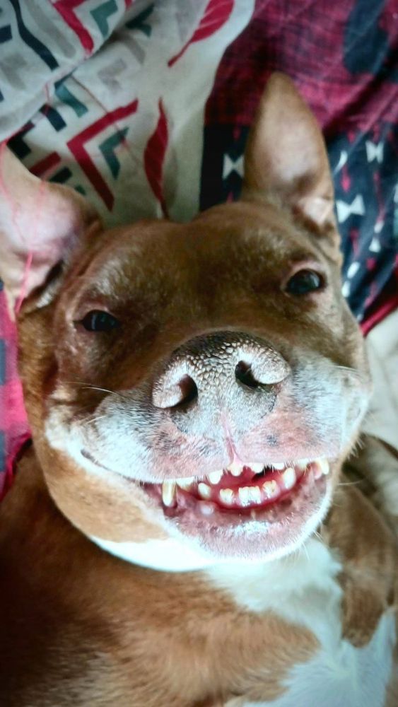 A fawn/white Pitbull, close up on the face and her big beautiful smile. 