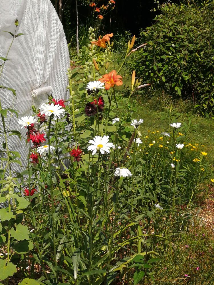 A garden bed in front of a green house that includes red bee balm, shasta daisies, tiger lily, black hollyhock and yellow coreopsis. 