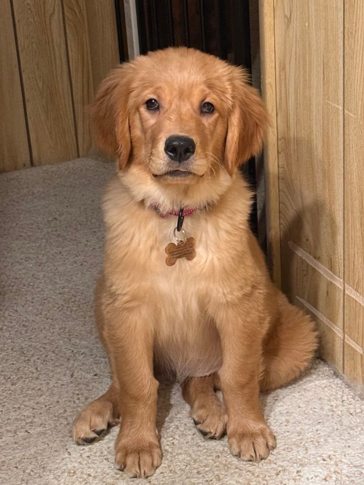 Journey the golden retriever sitting on the floor with very serious look on her face. 